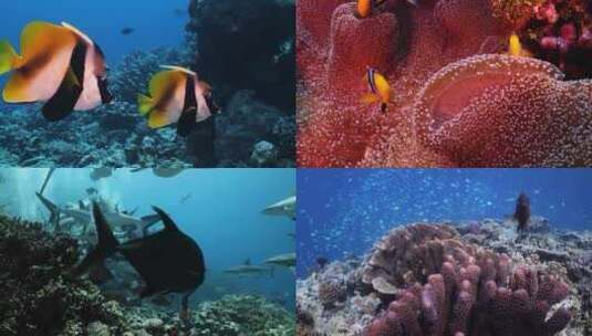海底世界唯美海底珊瑚礁鱼群合集高清在线视频素材下载
