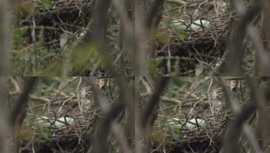 l1汕尾红树林枝头鸟巢的鸟蛋高清在线视频素材下载