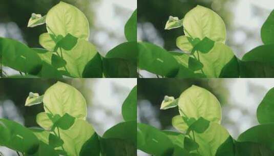 农作物自然风景空镜头树叶透光实拍视频素材高清在线视频素材下载