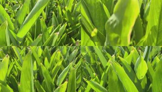 三农蓝天白云阳光下的农作物特写高清在线视频素材下载
