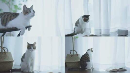 夏天窗边的猫咪高清在线视频素材下载