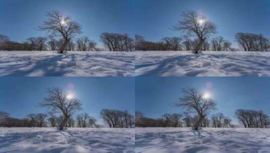 4K吉林冬天雪景四方顶枯树蓝天雪景延时高清在线视频素材下载