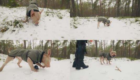 美国恶霸狗在冬季森林里咬和吃玩具球高清在线视频素材下载