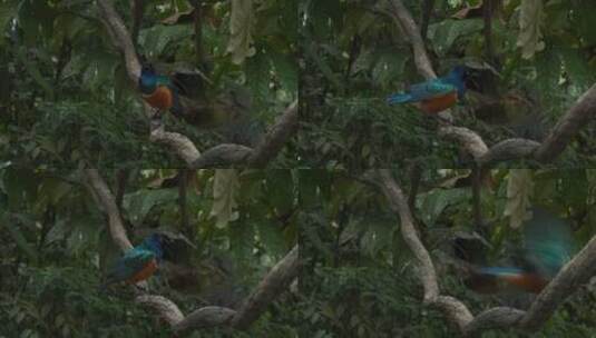 树枝上一只彩色的鸟高清在线视频素材下载