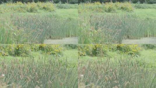 水池边的青草和芦苇荡高清在线视频素材下载
