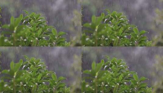 雨水落在绿叶上4k唯美升格慢镜 桂花树高清在线视频素材下载