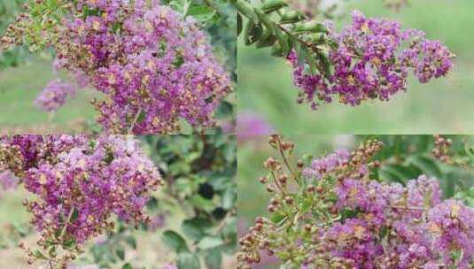 紫薇花、夏紫薇、蜜蜂高清在线视频素材下载
