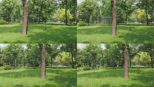 城市绿化茂密树枝树叶环境保护实拍高清在线视频素材下载