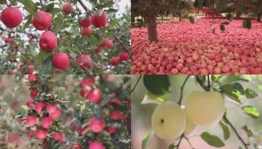 鲜美营养农家苹果园景色实拍背景视频高清在线视频素材下载