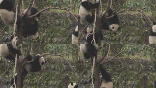 三只熊猫在树上玩耍爬树可爱国宝动物高清在线视频素材下载