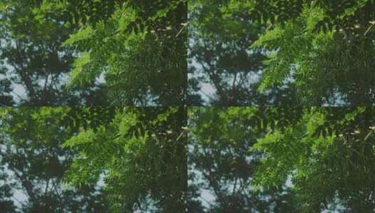 仰视透光树叶环绕空镜拍摄高清在线视频素材下载