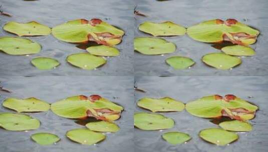 水珠洒落在池塘里的荷叶上高清在线视频素材下载