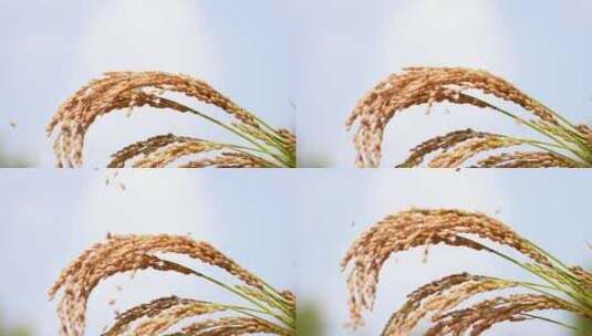 稻穗 稻子 水稻高清在线视频素材下载