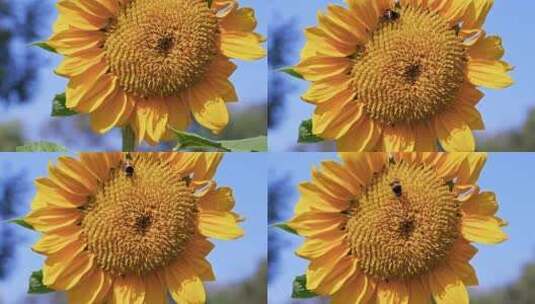 向日葵蜜蜂采蜜高清在线视频素材下载