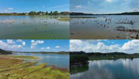 贵州省威宁县锁黄仓湿地公园鸟类高清在线视频素材下载