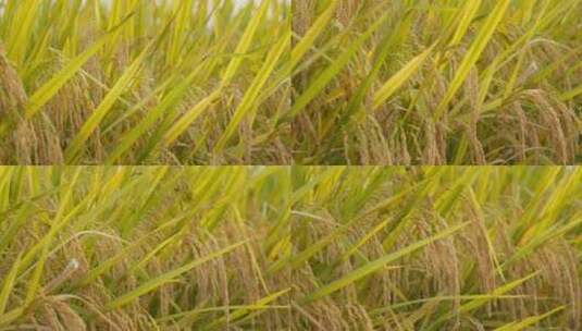 秋天傍晚乡村田野水稻大米高清在线视频素材下载