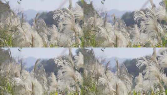 芦苇山野户外森林高清在线视频素材下载