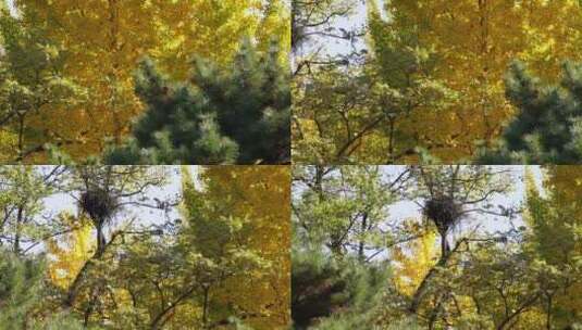 鸟巢树木树叶风景自然风光绿叶高清在线视频素材下载