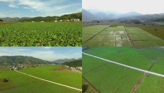 中药材种植 药材基地 泽泻种植基地 中药高清在线视频素材下载