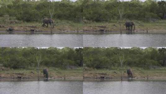 大象，牛群，栖息地，纪录片高清在线视频素材下载