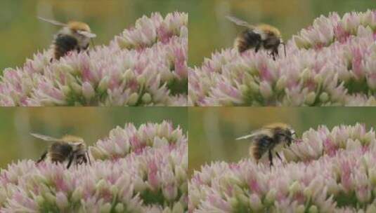 Carder Bee，昆虫，授粉，石杉高清在线视频素材下载