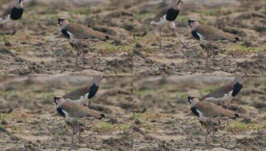 南方Lapwing，土壤，麻雀，鸟类高清在线视频素材下载