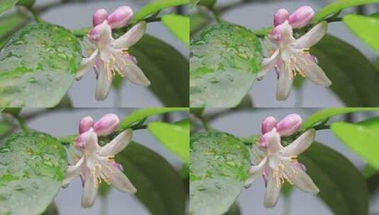 带雨珠的清新柠檬花花朵微距特写高清在线视频素材下载