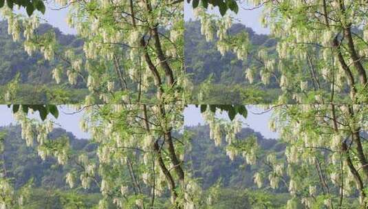 春天摇曳的美丽洋槐花特写高清在线视频素材下载