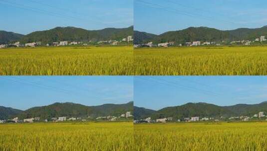 村庄金黄稻田山林自然风光高清在线视频素材下载