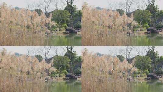 湖边芦苇绿植自然景观升格高清在线视频素材下载