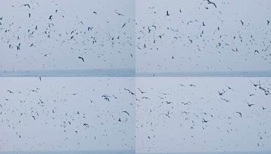 大海海面飞翔的海鸥高清在线视频素材下载