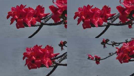 水边盛开的红色木棉花高清在线视频素材下载