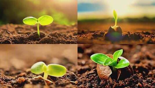 种子发芽生命力破土而出高清在线视频素材下载