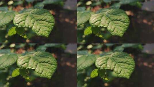 特写绿色植物叶片高清在线视频素材下载