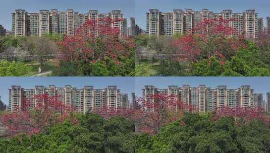 小区旁盛开木棉花景观高清在线视频素材下载