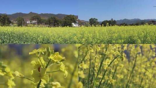 4K乡村旅游农业农村油菜花田实拍视频素材高清在线视频素材下载