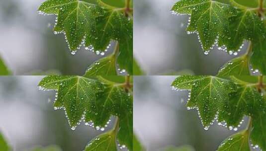 绿叶上的晶莹水滴特写高清在线视频素材下载