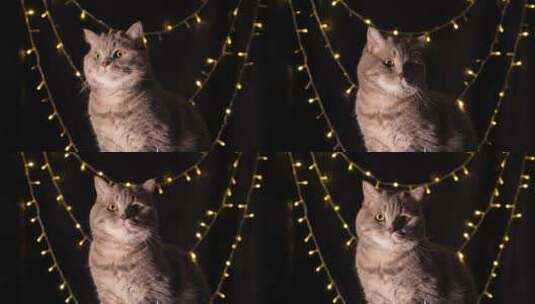装饰灯下猫咪高清在线视频素材下载
