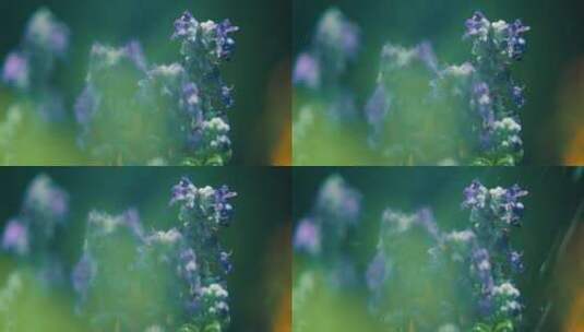 雨中盛开的紫丁香高清在线视频素材下载