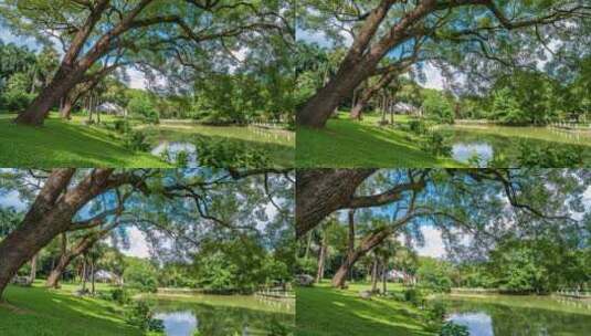 夏天阳光树枝香樟树的树荫高清在线视频素材下载