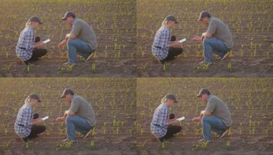 两个农民在田间观察幼苗高清在线视频素材下载