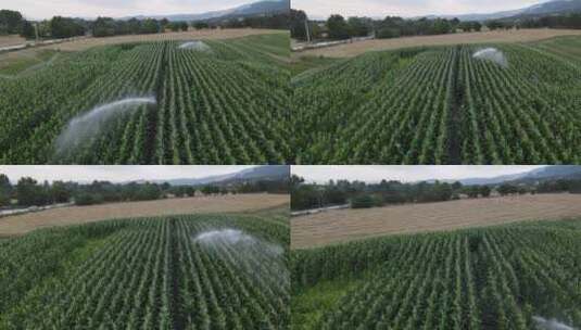 农业的灌溉高清在线视频素材下载
