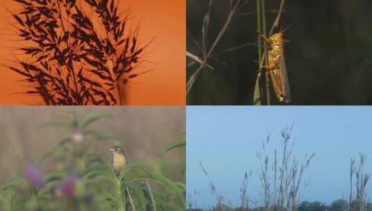野生动物保护区的日落高清在线视频素材下载