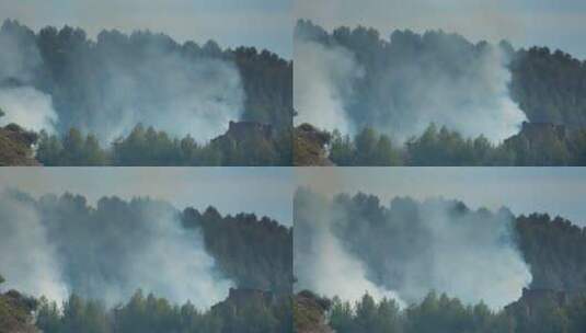 森林爆发着火灾高清在线视频素材下载