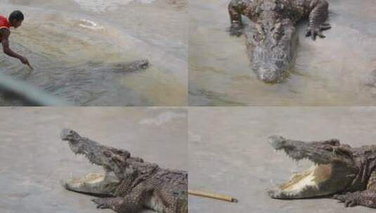 泰国旅游视频泰国驯兽师鳄鱼表演特写高清在线视频素材下载