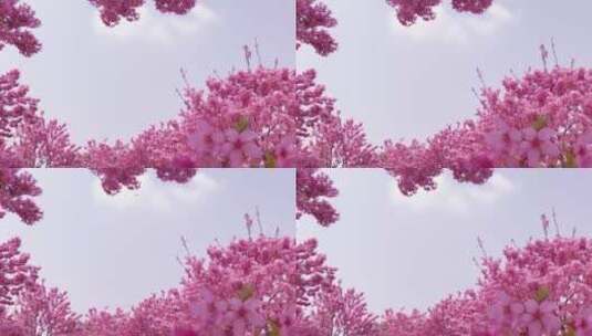春天樱花天空高清在线视频素材下载