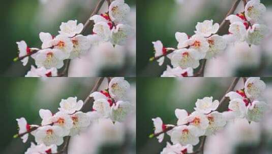 杏花开花特写高清在线视频素材下载