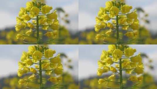 油菜花盛开阳光照耀特写高清在线视频素材下载