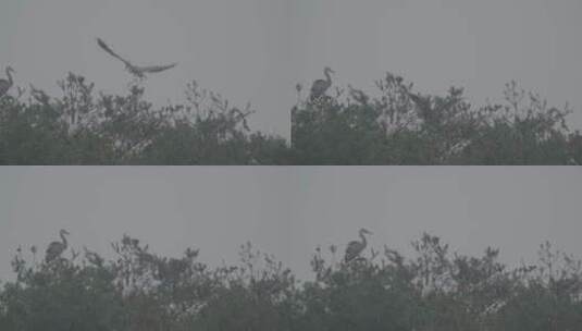 苍鹭白鹭栖息地实拍LOG高清在线视频素材下载