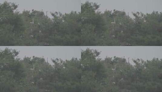 野生鸟类栖息的松树林长焦拍摄LOG高清在线视频素材下载
